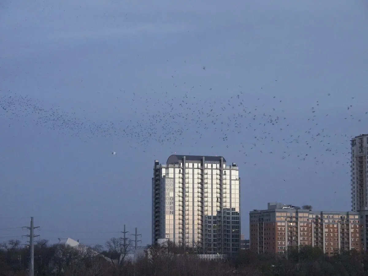 Congress Avenue Bridge Bat Colony
