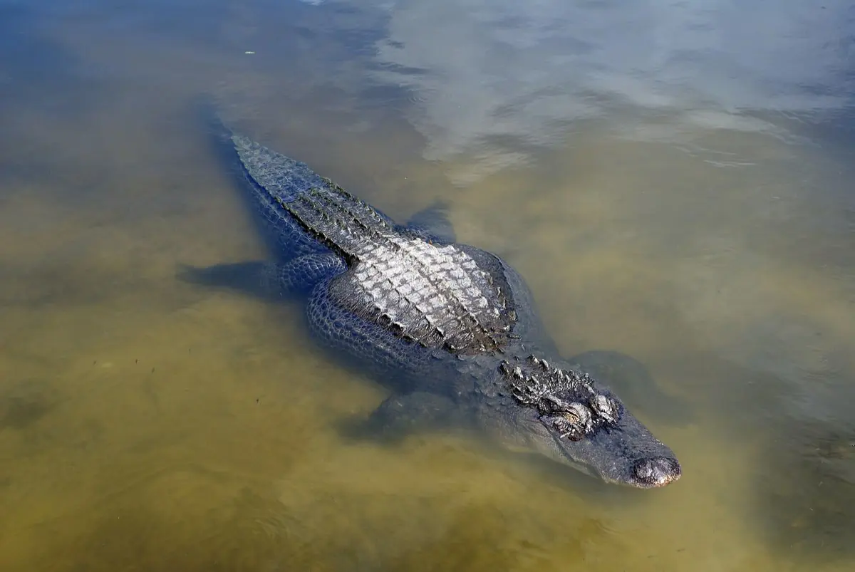 Gatorland