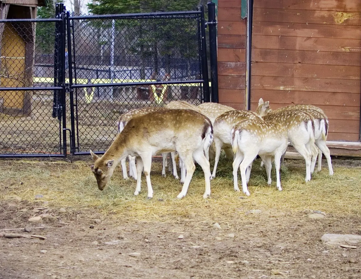 Magnetic Hill Zoo