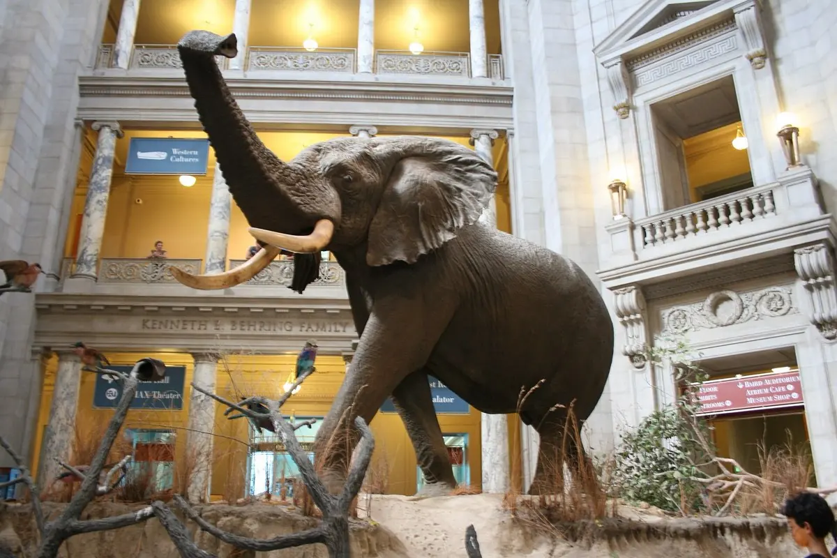 National Museum of Natural History