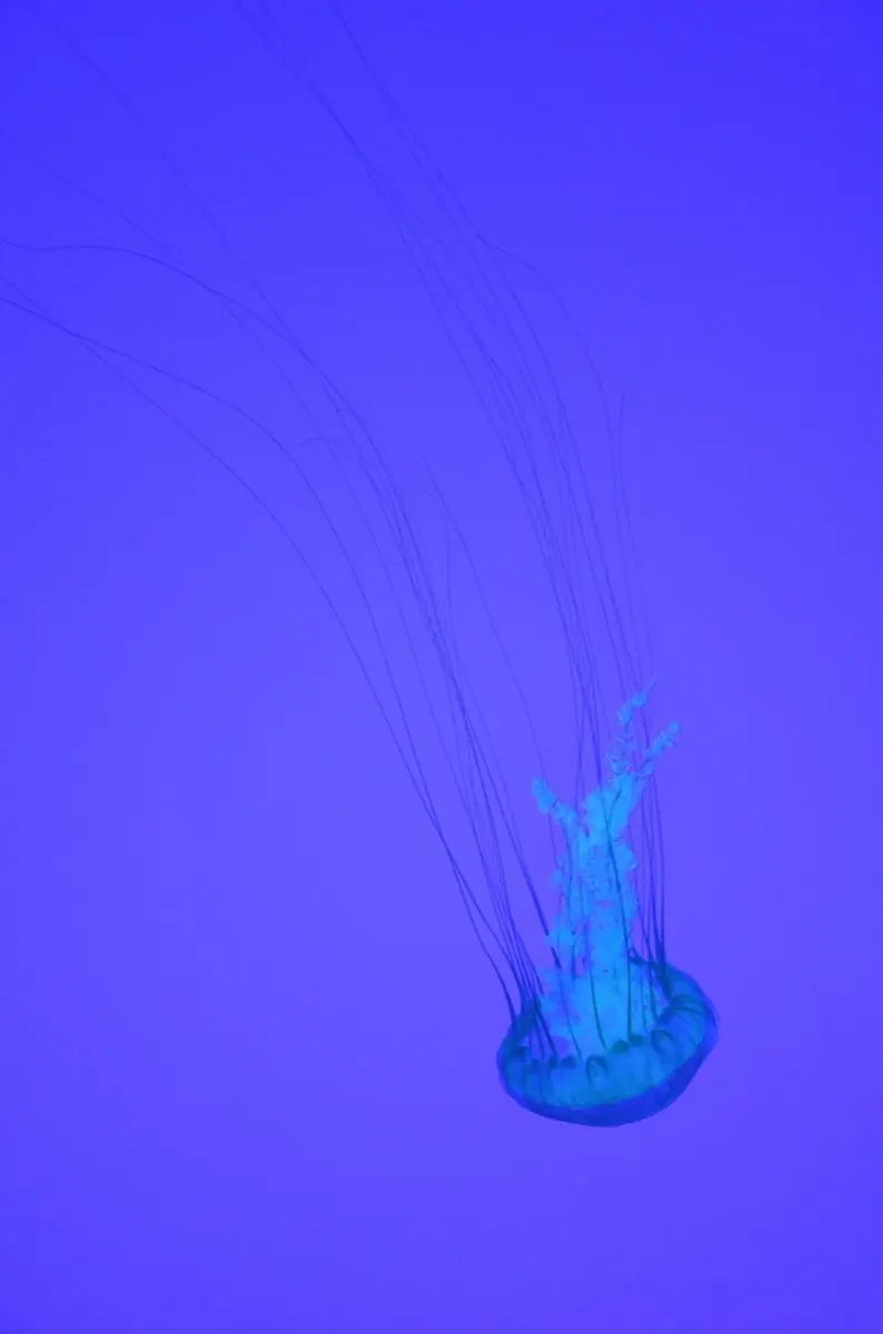 Ripley's Aquarium of Canada