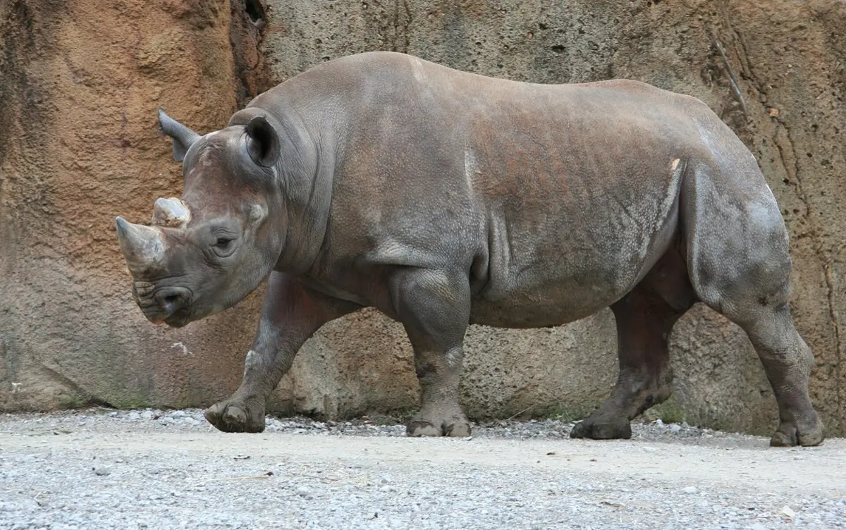 Saint Louis Zoo