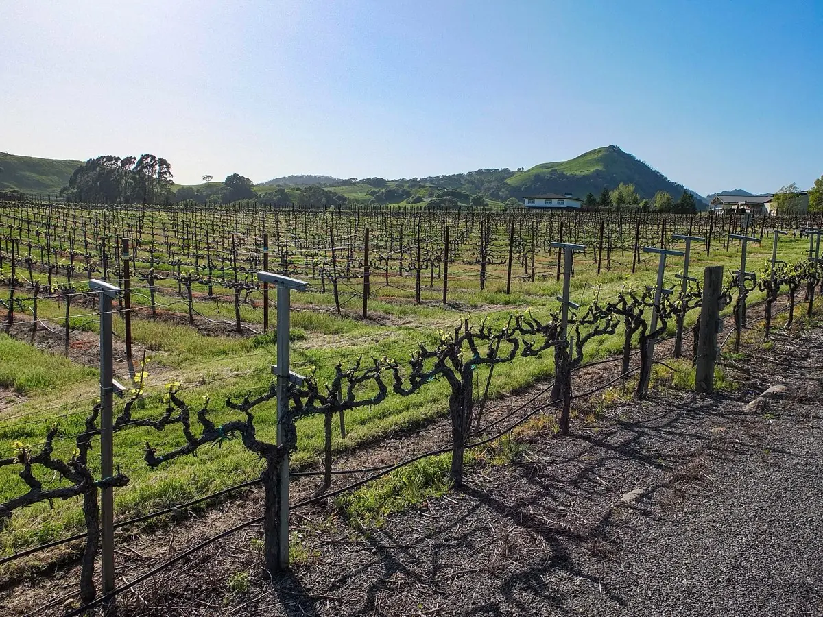 Napa Valley & Sonoma Wine Country Tour — photo 3