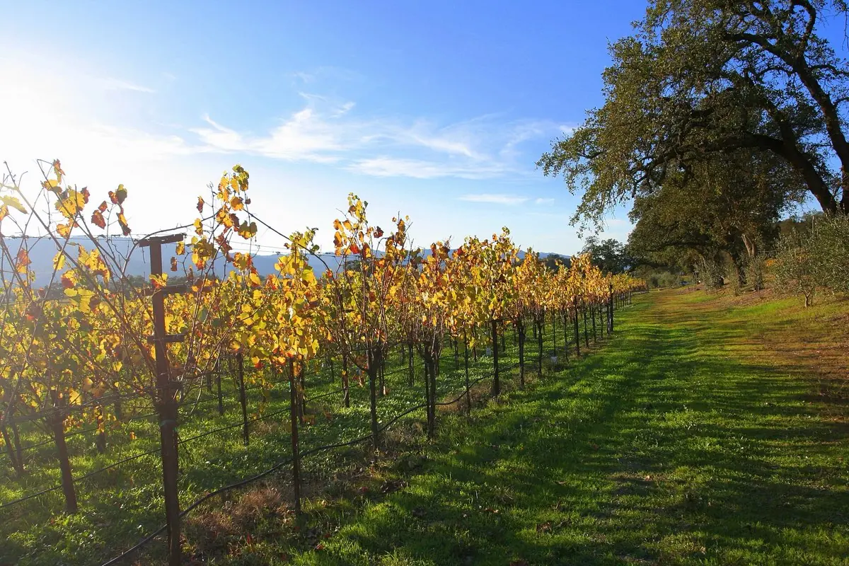 Napa Valley & Sonoma Wine Country Tour — photo 5