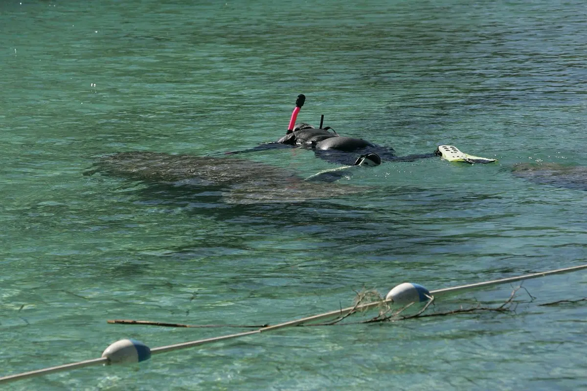 Rainbow Springs Kayak & Snorkel Adventure — photo 3