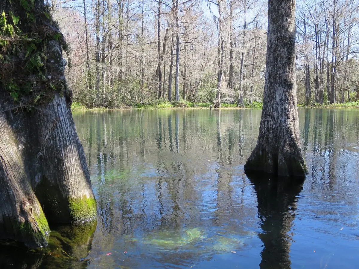 Rainbow Springs Kayak & Snorkel Adventure — photo 4